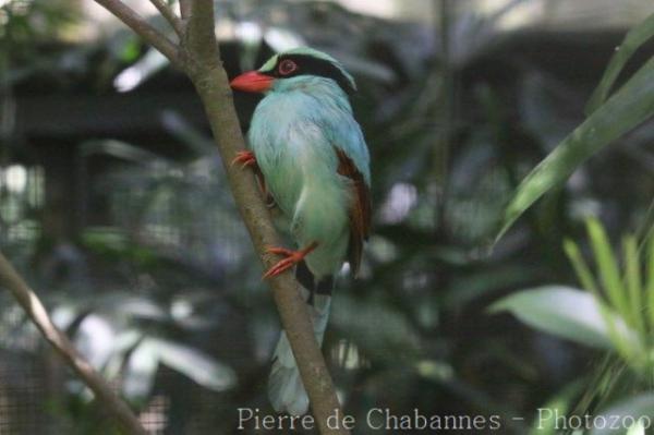 Common green magpie