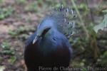 Victoria crowned-pigeon