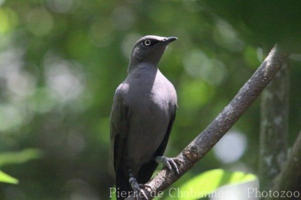 Ashy starling