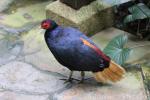 Crestless fireback pheasant