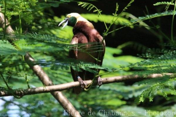 Raggiana bird-of-paradise