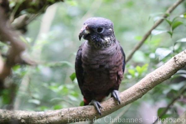 Dusky parrot