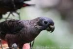 Dusky parrot