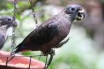 Dusky parrot