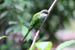 Grey-hooded parakeet