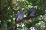 African grey parrot