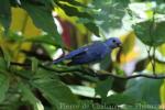 Azure-shouldered tanager