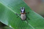 Brooke's stag beetle