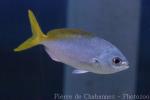 Redbelly yellowtail fusilier