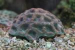 Veron's knob coral
