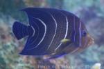 Semicircle angelfish