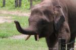 Bornean elephant