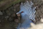 Victoria crowned-pigeon