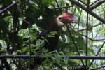 Rufous-headed hornbill