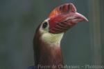 Rufous-headed hornbill