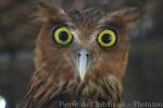 Philippine eagle-owl