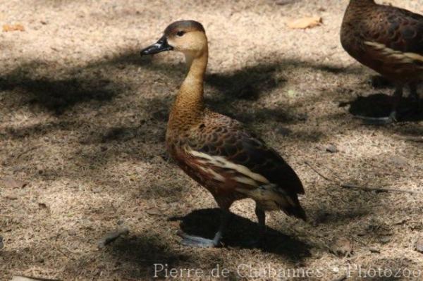 Wandering whistling-duck