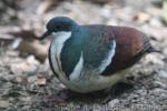 Negros bleeding-heart