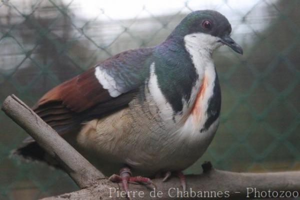 Negros bleeding-heart