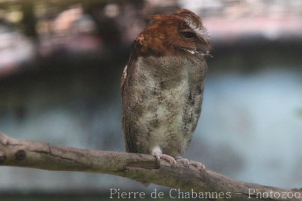 Visayan scops-owl