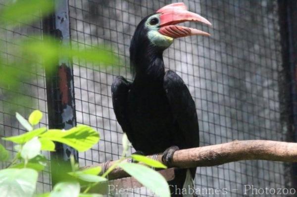 Rufous-headed hornbill