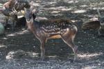 Visayan spotted deer