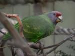 Red-tailed amazon