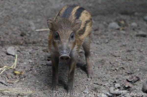 Visayan warty pig