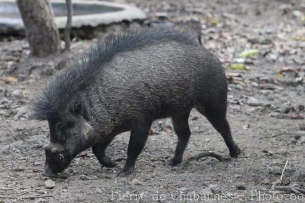 Visayan warty pig