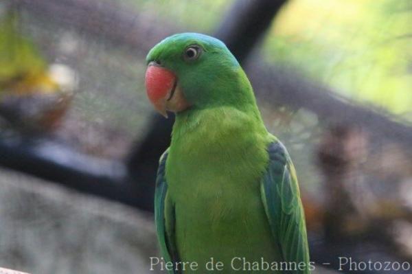 Blue-naped parrot