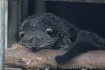 Palawan binturong