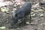 Palawan bearded pig