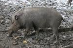 Palawan bearded pig