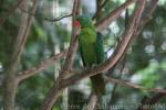 Blue-naped parrot