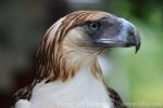 Philippine Eagle Centre