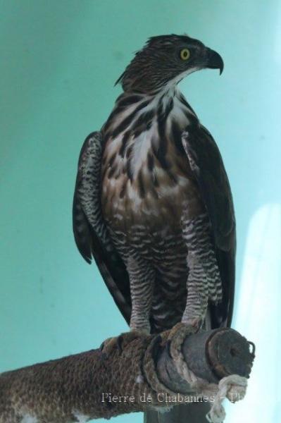 South Philippine hawk-eagle