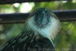 Philippine eagle