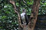 Philippine eagle