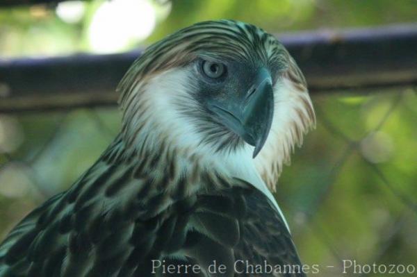 Philippine eagle