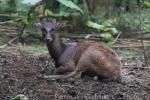 Mindanao brown deer