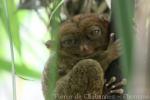 Philippine Tarsier Sanctuary