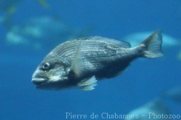 Yellowfin seabream