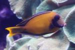 Chocolate surgeonfish