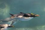 Macaroni penguin