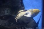 Tufted puffin