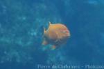 Garibaldi damselfish