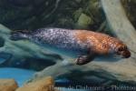 Harbor seal