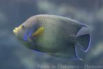 Semicircle angelfish