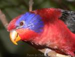 Black-winged lory