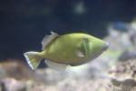 Halfmoon triggerfish